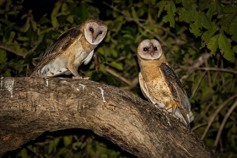 041 Noord Pantanal, kerkuil.jpg